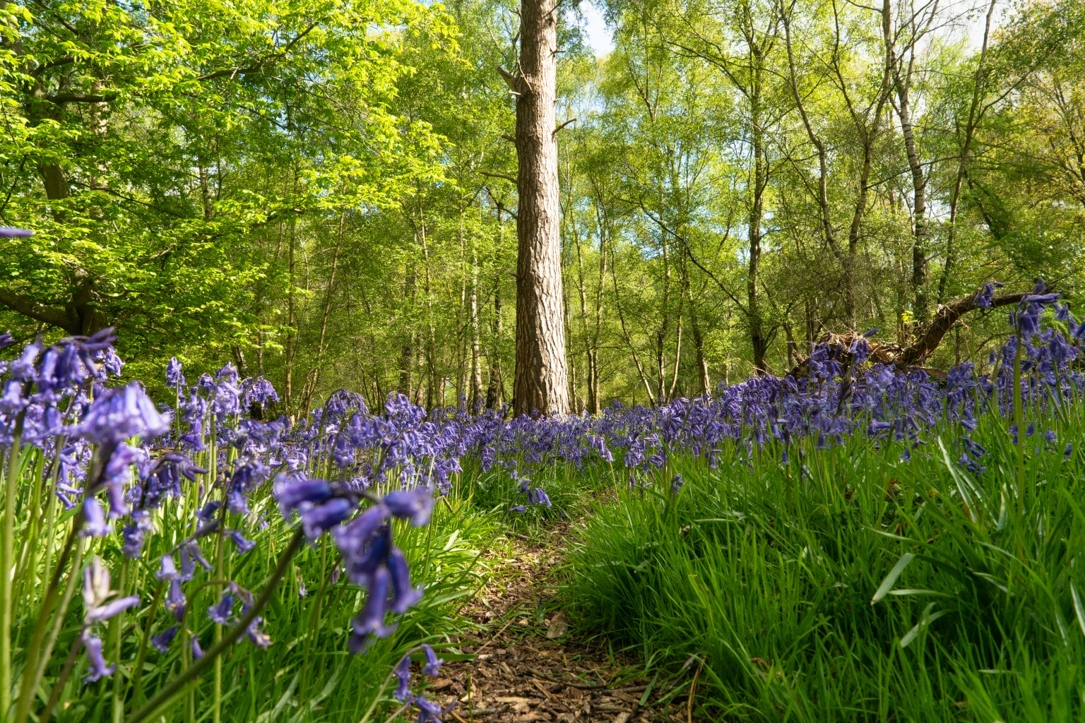 Pre need funeral planning in a peaceful woodland memorial park with bluebells